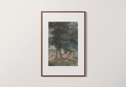 Summer in the Forest